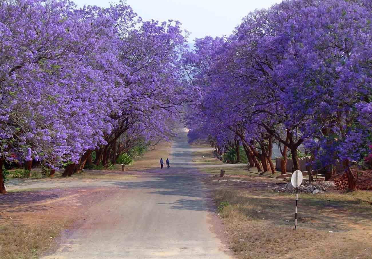 JACARANDA MIMOSIFOLIA