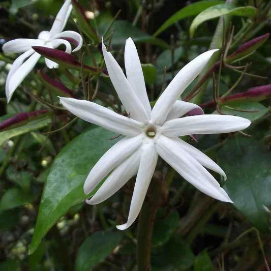 JASMINUM LAURIFOLIUM VAR. NITIDUM  (GELSOMINO STELLATO)