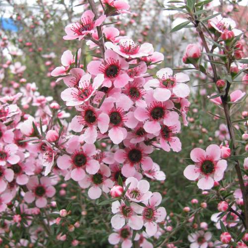 LEPTOSPERMUM SCOPARIUM (MANUKA)