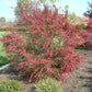 LEPTOSPERMUM SCOPARIUM (MANUKA)