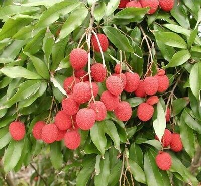 LITCHI CHINENSIS (LICHI) VAR. KWAY MAY PINK