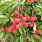 LITCHI CHINENSIS (LICHI) VAR. MC LEAN