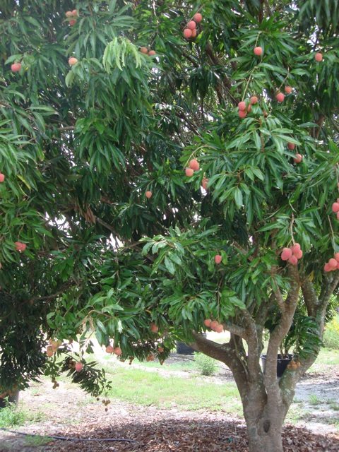 LITCHI CHINENSIS (LICHI) VAR. MC LEAN