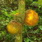 SOLANUM QUITOENSE (LULO)