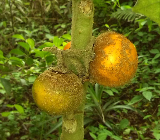 SOLANUM QUITOENSE (LULO)