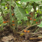 SOLANUM QUITOENSE (LULO)