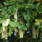 MACADAMIA INTEGRIFOLIA (MACADAMIA NUT)