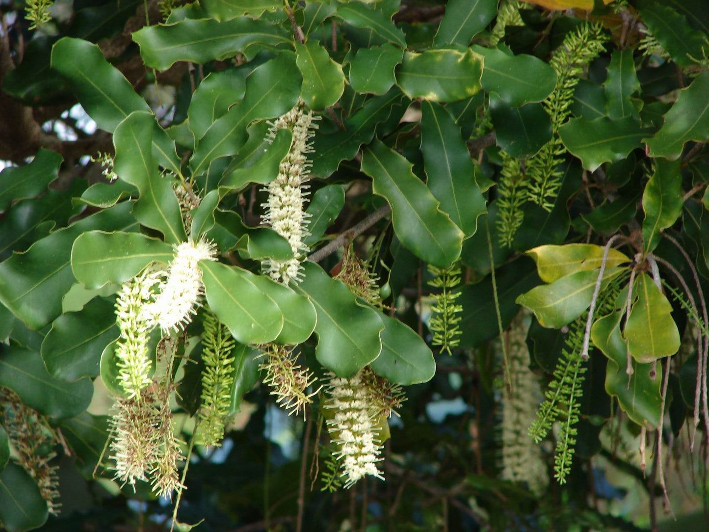 MACADAMIA INTEGRIFOLIA (MACADAMIA NUT)