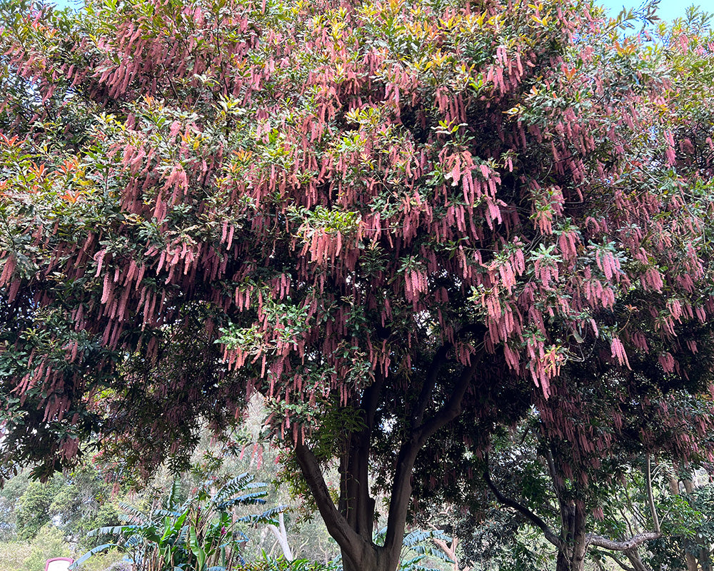 MACADAMIA TETRAPHYLLA (MACADAMIA)