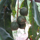 MACADAMIA TETRAPHYLLA (MACADAMIA)