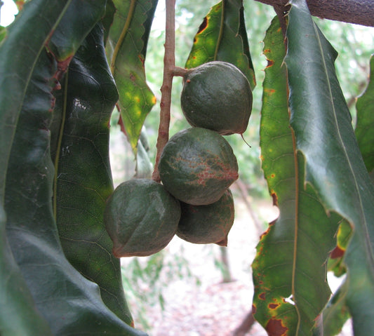 MACADAMIA TETRAPHYLLA (MACADAMIA)