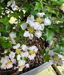 MALPIGHIA COCCIGERA (AGRIFOGLIO DI SINGAPORE)