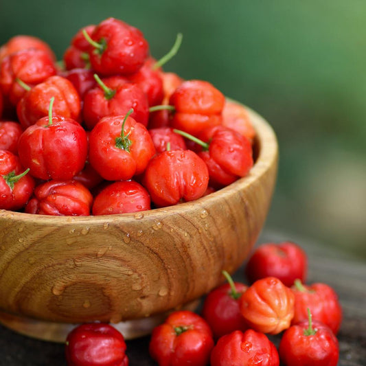 MALPIGHIA GLABRA (ACEROLA)