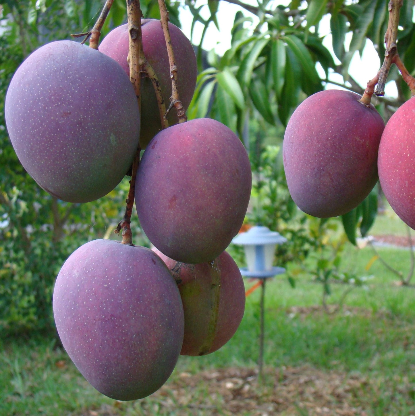 MANGIFERA INDICA (MANGO) VAR. TOMMY ATKINS