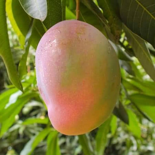 MANGIFERA INDICA (MANGO) VAR. GLENN