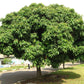 MANGIFERA INDICA (MANGO) VAR. OSTEEN