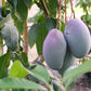 MANGIFERA INDICA (MANGO) VAR. KEITT