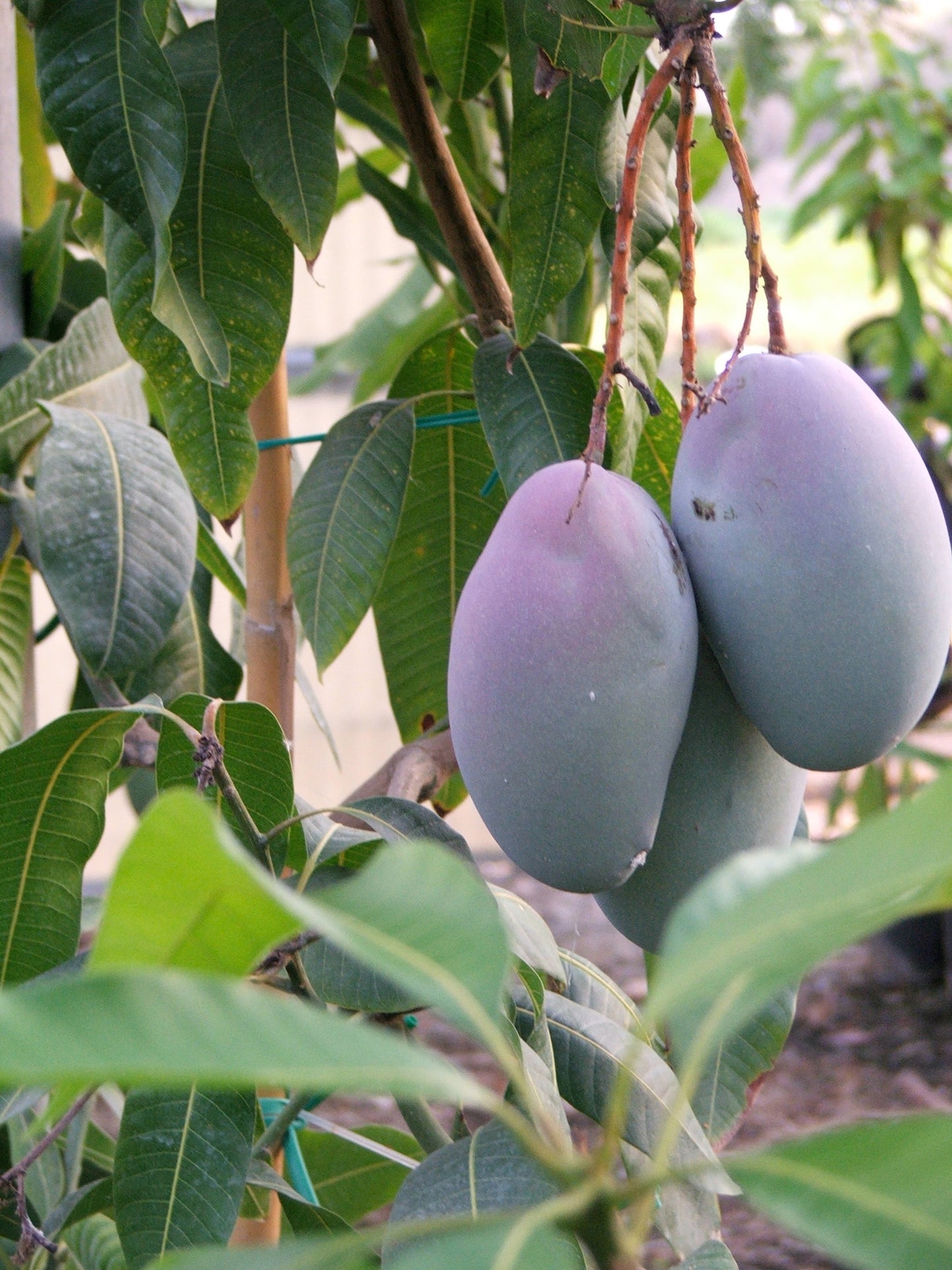 MANGIFERA INDICA (MANGO) VAR. KEITT