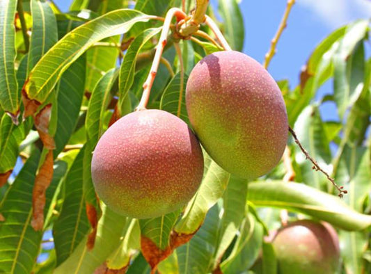 MANGIFERA INDICA (MANGO) VAR. KENT