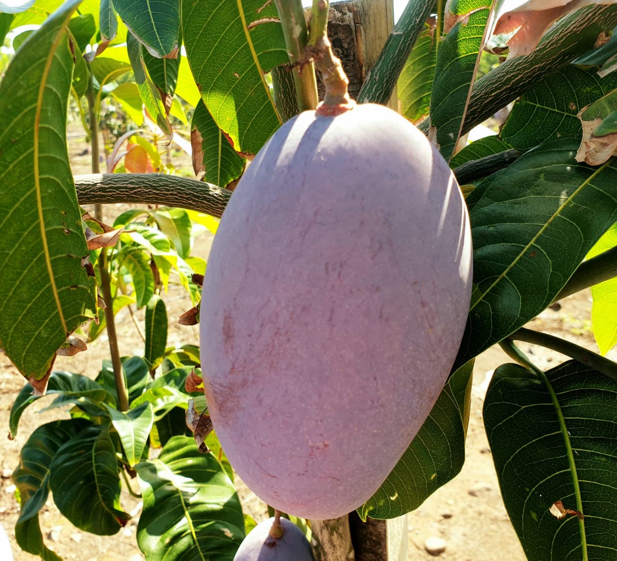 MANGIFERA INDICA (MANGO) VAR. OSTEEN