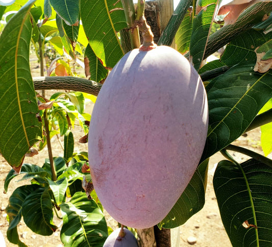 MANGIFERA INDICA (MANGO) VAR. OSTEEN