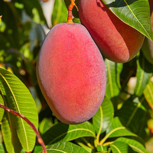 MANGIFERA INDICA (MANGO) VAR. PALMER