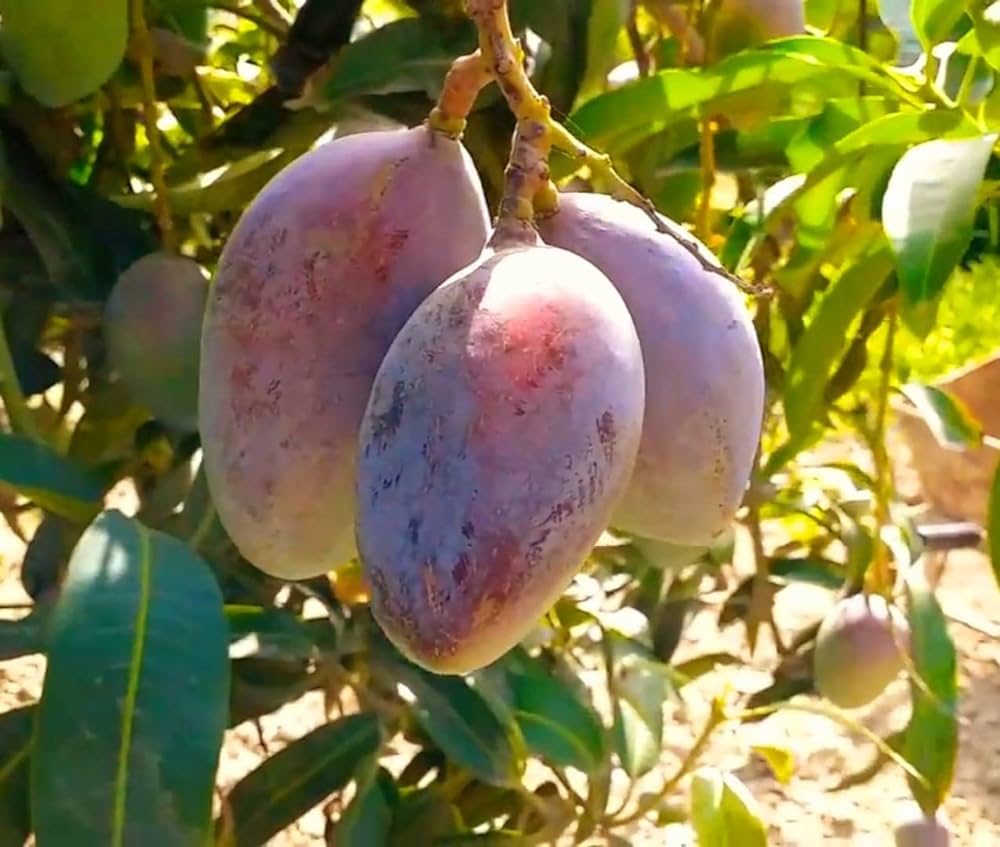 MANGIFERA INDICA (MANGO) VAR. SENSATION