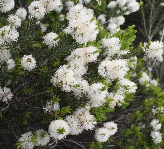 MELALEUCA ERICIFOLIA (ROSALINA - MELALEUCA DELLE PALUDI)