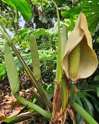 MONSTERA DELICIOSA A FOGLIE GIGANTI (MONSTERA FRUIT)