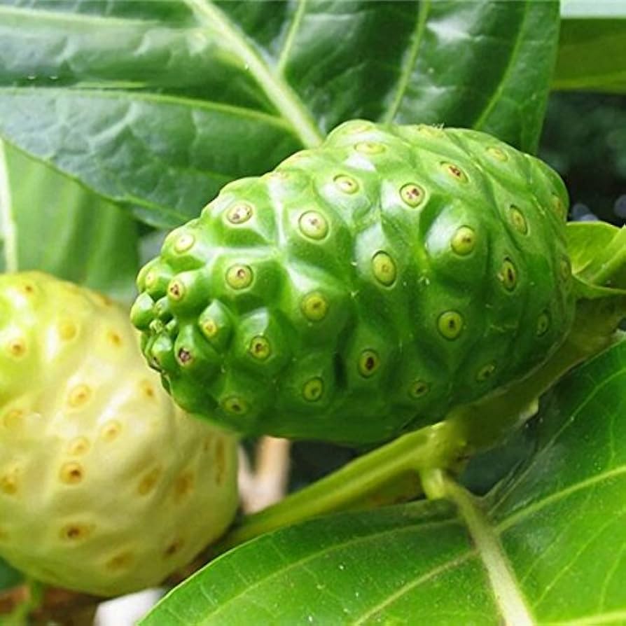 MORINDA CITRIFOLIA (NONI - GELSO INDIANO)