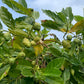 MORINDA CITRIFOLIA (NONI - GELSO INDIANO)