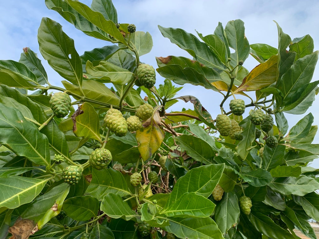 MORINDA CITRIFOLIA (NONI - GELSO INDIANO)