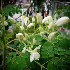 MORINGA OLEIFERA