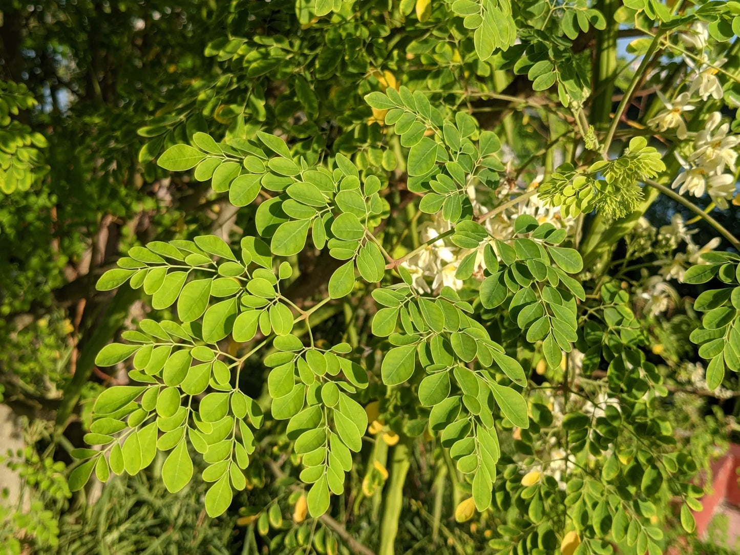 MORINGA OLEIFERA