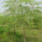 MORINGA OLEIFERA