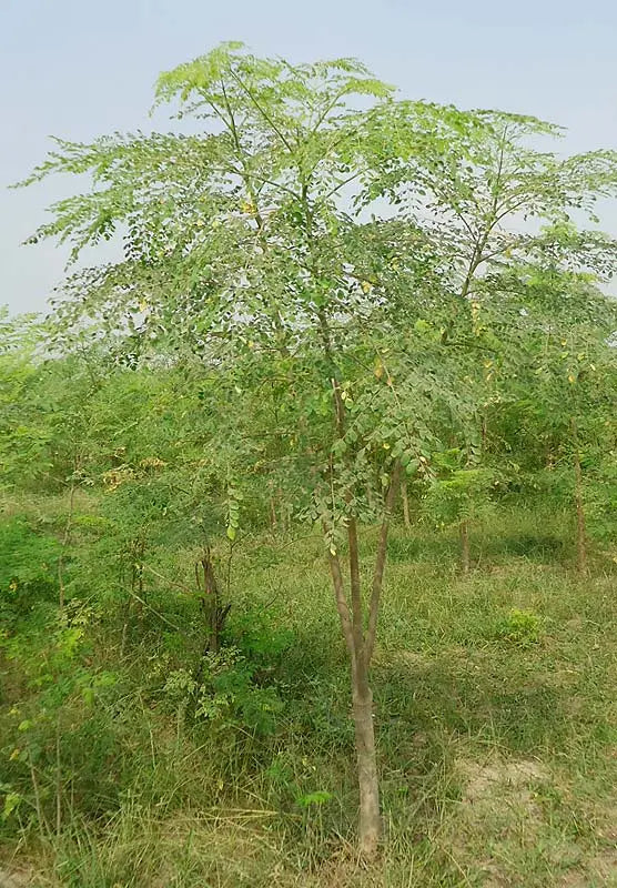 MORINGA OLEIFERA