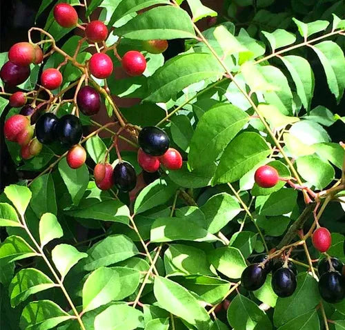 MURRAYA KOENIGII (CURRY TREE)