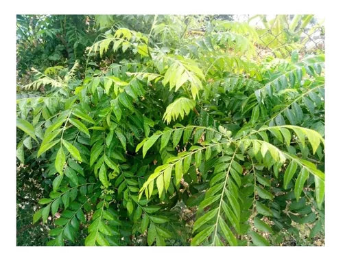 MURRAYA KOENIGII (CURRY TREE)