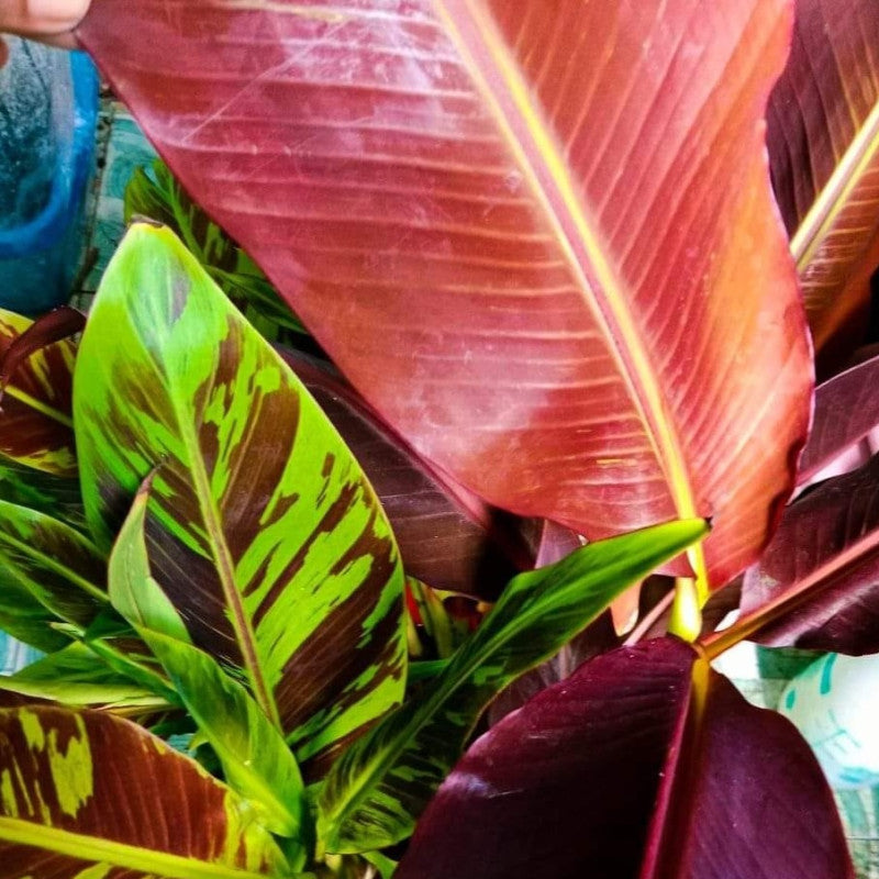 MUSA HAJARAY (EDUAL BANANA)