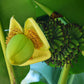 MUSA BASJOO (ORNAMENTAL JAPANESE BANANA)