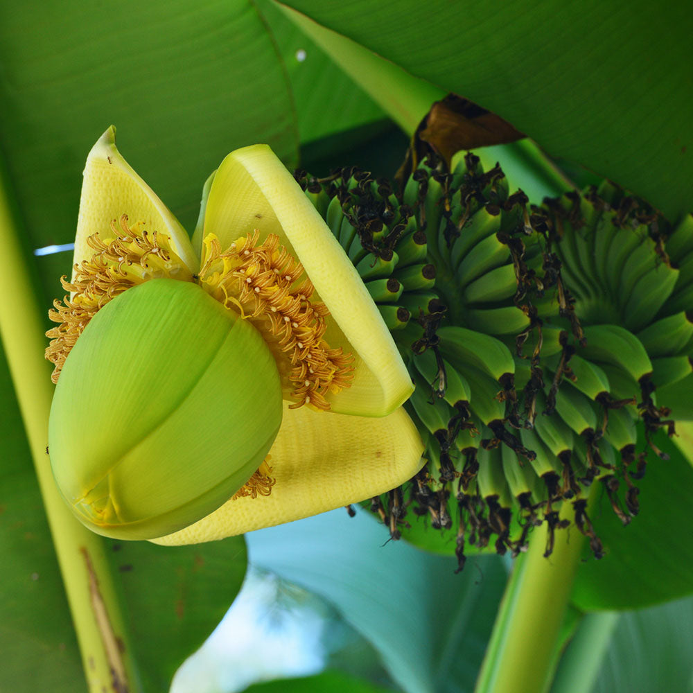 MUSA BASJOO (BANANO GIAPPONESE ORNAMENTALE )