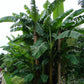 MUSA BASJOO (ORNAMENTAL JAPANESE BANANA)