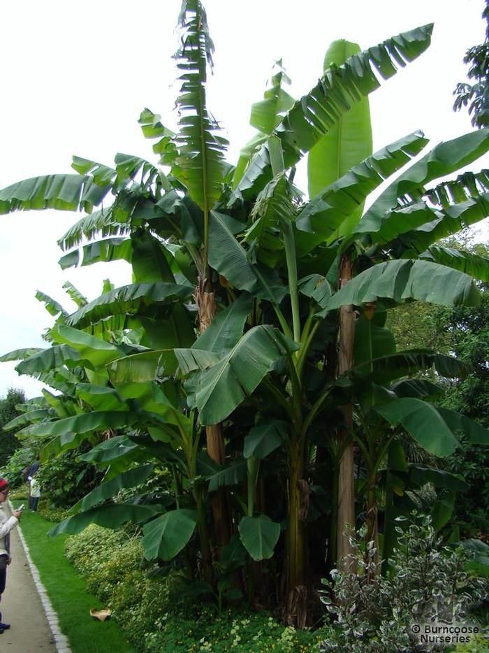 MUSA BASJOO (BANANO GIAPPONESE ORNAMENTALE )