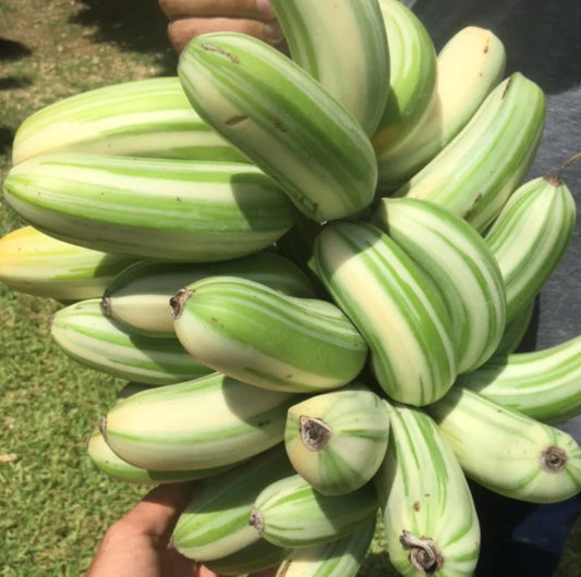 MUSA FLORIDA VARIEGATO