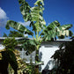 MUSA FLORIDA VARIEGATO