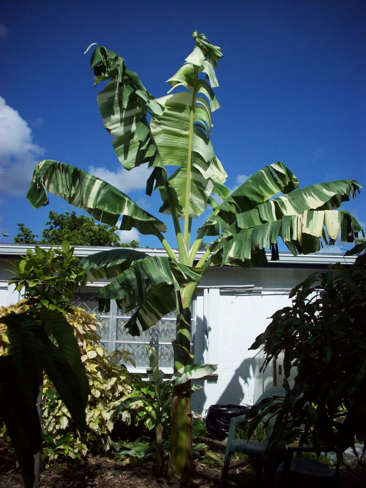 MUSA FLORIDA VARIEGATO