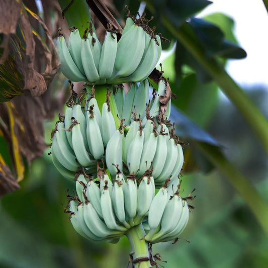 MUSA BLU JAVA (BANANO EDULE)