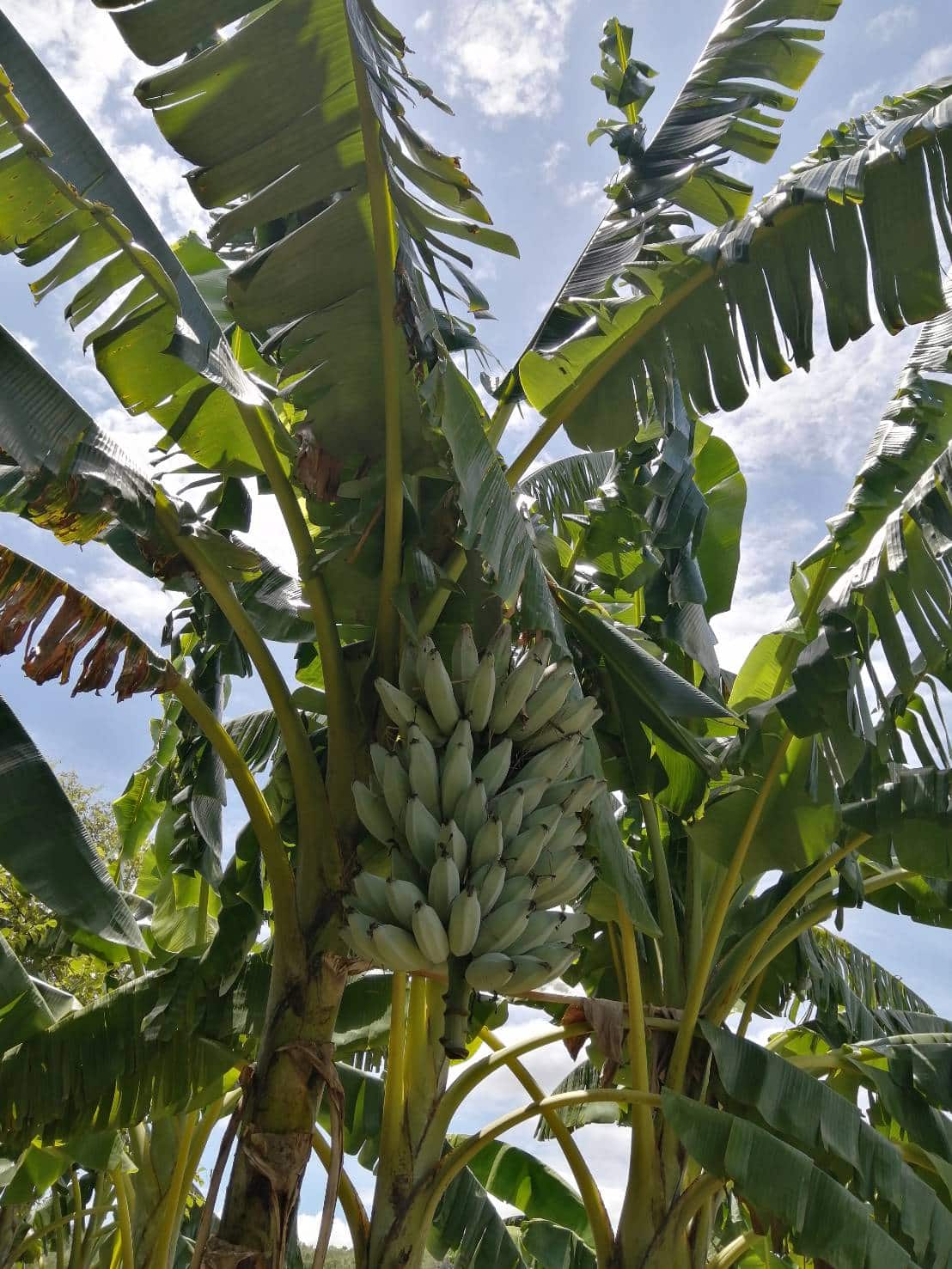 MUSA ICE CREAM / BLUE JAVA (BANANA EDULE)