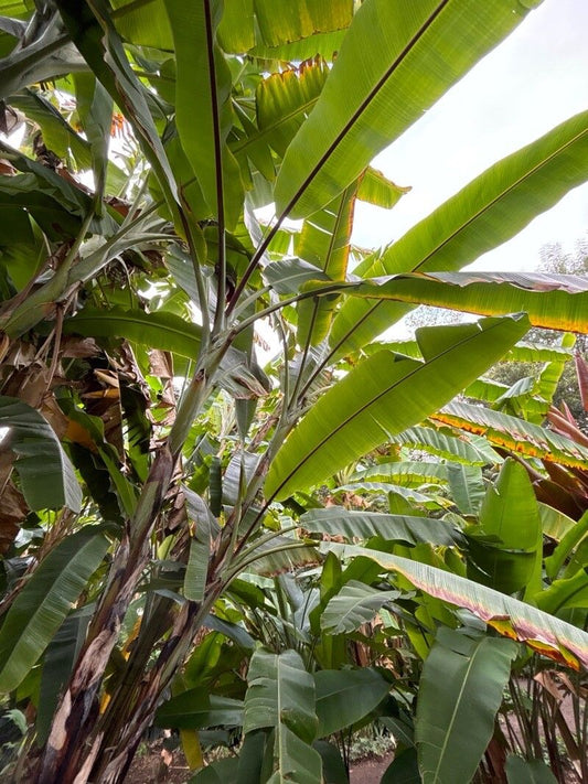 MUSA NAGENSIUM (BANANO ORNAMENTALE)