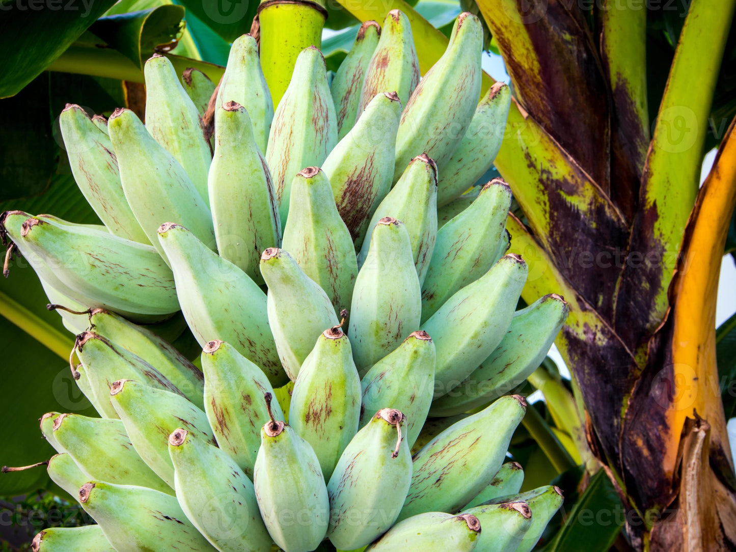 MUSA BLUGGOE / ORINOCO GIALLO (BANANO EDULE)